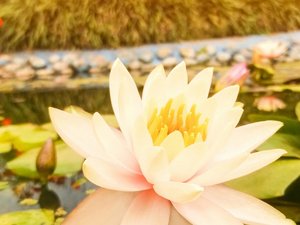 安卓小清新 唯美 温暖 安静 阳光 温馨手机壁纸