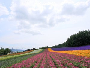 安卓风景 自然风光 大自然 唯美 日本 北海道 日系 旅游胜地手机壁纸
