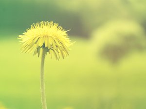 小清新 清爽 植物 花卉 唯美 清新淡雅