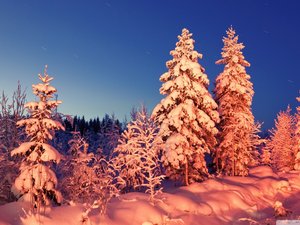 安卓风景 夕阳 松鼠 落雪 冬天手机壁纸