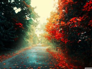 安卓风景 落叶 道路 意境 带着梦想在路上手机壁纸