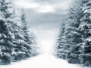 安卓风景 冰天雪地 下雪了手机壁纸
