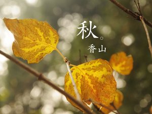 小清新 清新淡雅 树叶 香山的秋天