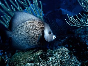 野生动物 海洋 刺盖鱼