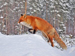 野生动物 狐狸