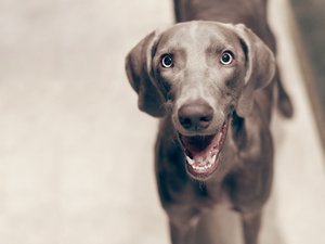 宠物 狗 汪星人 拉不拉多犬