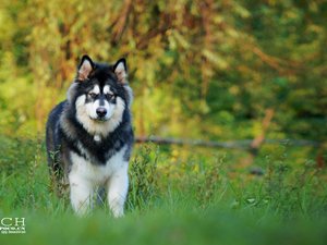 宠物 狗 汪星人 哈士奇犬