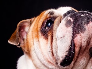 安卓宠物 狗 汪星人 斗牛犬手机壁纸