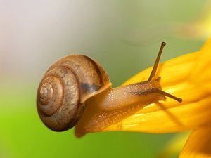 夏日 昆虫 高清 宽屏