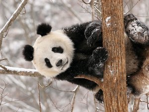 安卓,萌宠 国宝 熊猫 呆萌 可爱手机壁纸