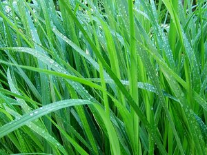 高清 植物