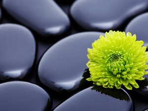 安卓花卉 菊花 清新淡雅手机壁纸