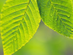 安卓小清新 护眼壁纸 绿色 叶 植物手机壁纸