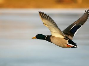 安卓经典 精美 风光 风景 动物 生物 摄影 高清 宽屏手机壁纸