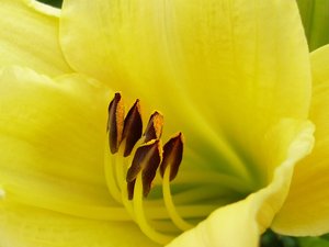 安卓小清新 静物写真 花蕊手机壁纸