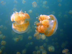 萌宠 海洋生物 水母 可爱