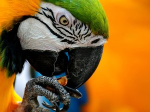 安卓萌宠 动物 可爱 萌物 野生动物 鼹鼠 卖萌图 儿童桌面专用手机壁纸