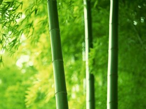 安卓春暖花开 春天 花 植物 宽屏手机壁纸