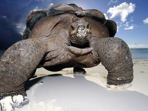 安卓萌宠 海洋动物 海龟 丑萌 宽屏手机壁纸