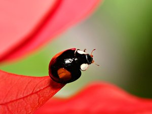 夏日 昆虫 高清 宽屏