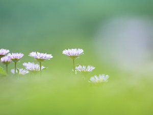 小清新 清新淡雅 淡雅 花卉