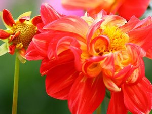 小清新 静物写真 菊花 植物