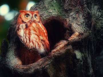 动物 野生动物 猫头鹰