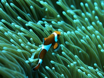 动物 海底世界 海洋生物