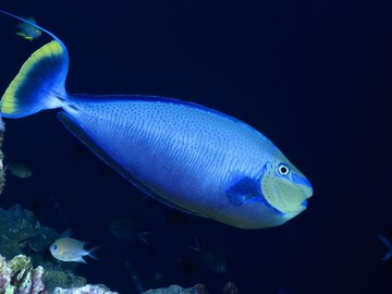 动物 海底世界 海洋生物