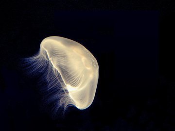 动物 海底世界 海洋生物