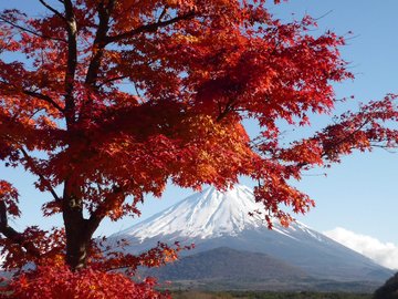 风景 旅游 日本 富士山 秋天 红叶