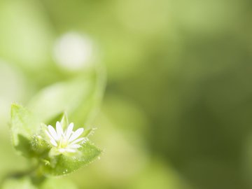 小清新 护眼壁纸 花卉