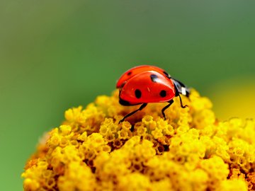 小清新 静物写真 昆虫 七星瓢虫