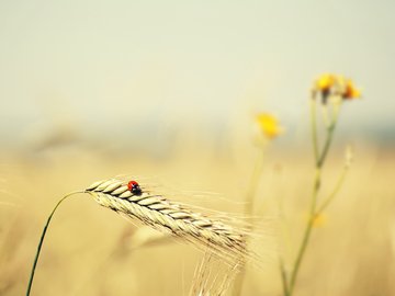 小清新 护眼壁纸