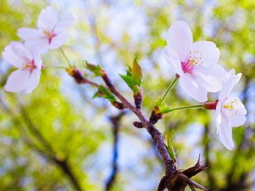 小清新 鸟语花香 花卉