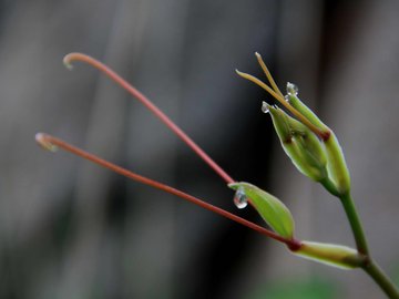 小清新 清新淡雅 花蕾