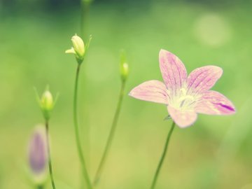 小清新 鸟语花香 花卉