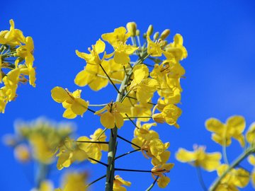 小清新 鸟语花香 花卉