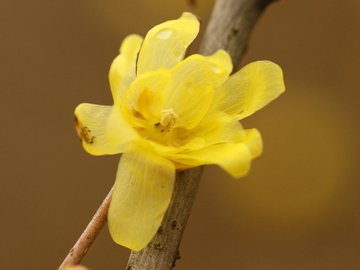 小清新 清新淡雅 小花