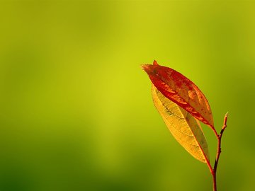 小清新 静物写真 静物 叶子