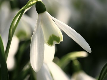 小清新 清新淡雅 花