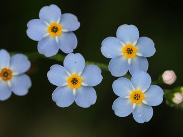 小清新 娇艳欲滴 花