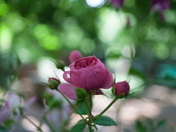 爱情美图 唯美温馨 玫瑰 浪漫