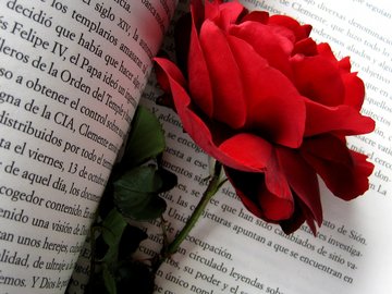 爱情美图 唯美温馨 玫瑰 浪漫