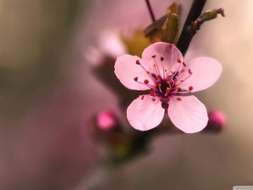 小清新 娇艳欲滴 花