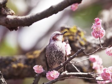 萌宠 动物 鸟