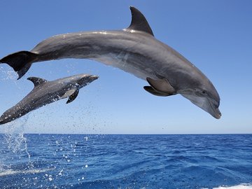 萌宠 动物 海洋生物 海豚