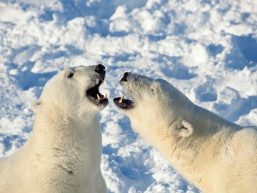 萌宠 动物 可爱 萌物 野生动物 北极熊 雪白色 极地物种 儿童桌面专用