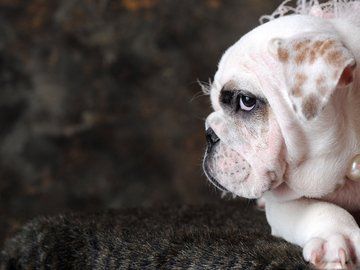 宠物 狗 汪星人 斗牛犬