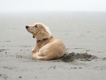 宠物 狗 汪星人 金毛犬